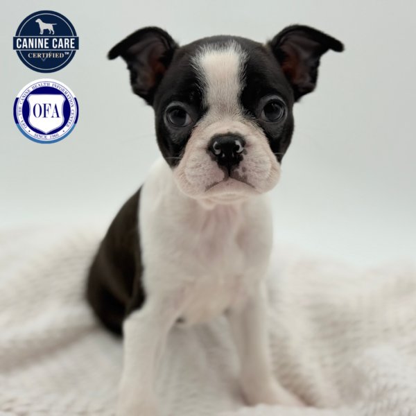 [#252373-06]  - Black / White F Boston Terrier Puppies for Sale