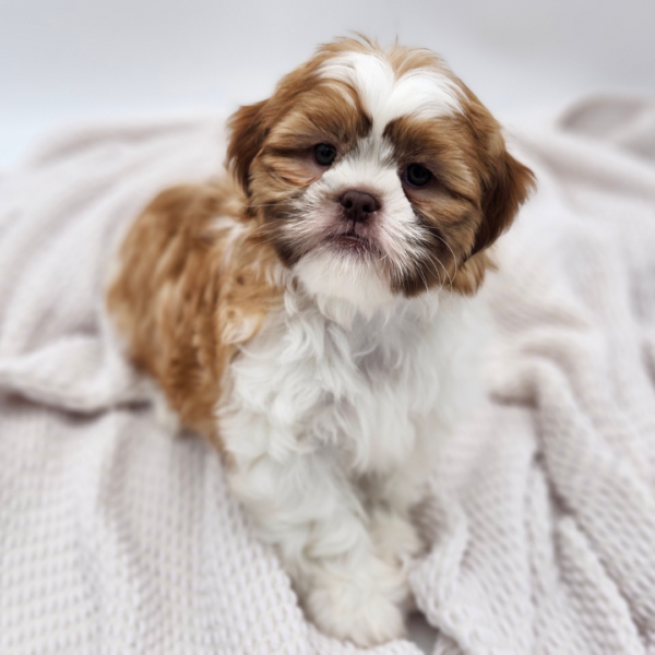 [#251796-01]  - Brown / White M Shih Tzu Puppies for Sale