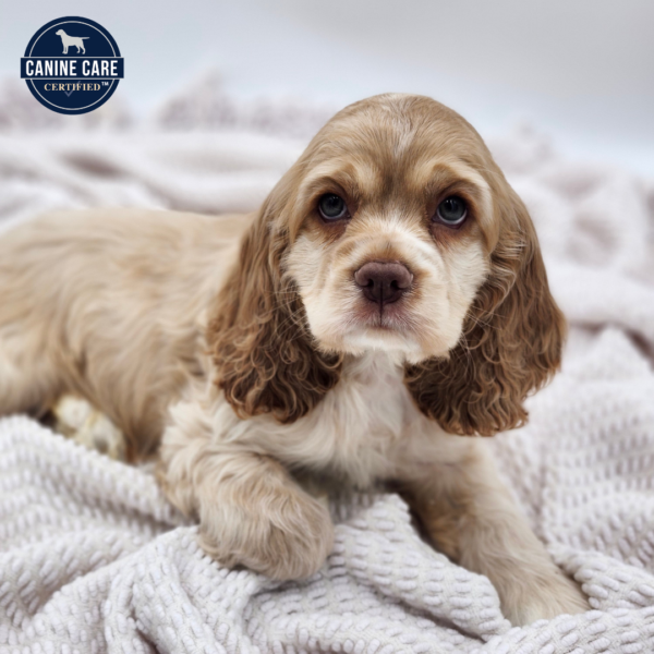 [#252600-01]  - Tan M Cocker Spaniel Puppies for Sale