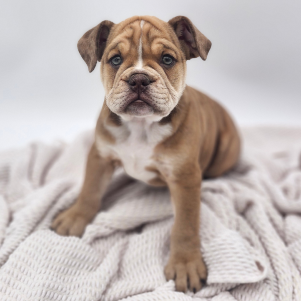 [#251757-01]  - Fawn Merle M Beabull 3/4 Puppies for Sale