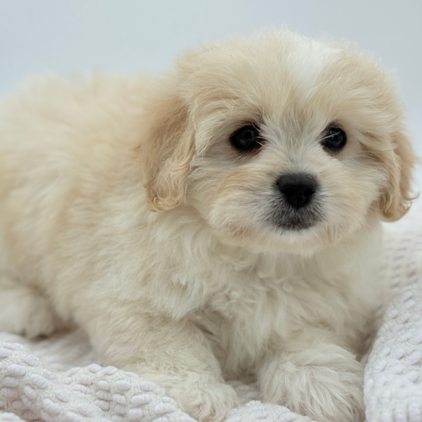 [#252399-03]  - Apricot M PekeAPoo Puppies for Sale