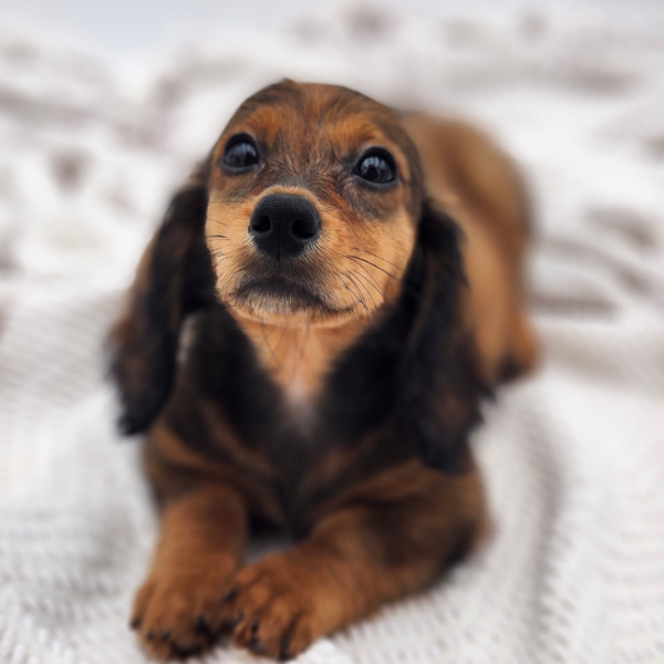 [#25770-01]  - Sable M Dachshund Puppies for Sale