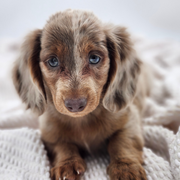[#252574-03]  - Chocolate M Dachshund Puppies for Sale