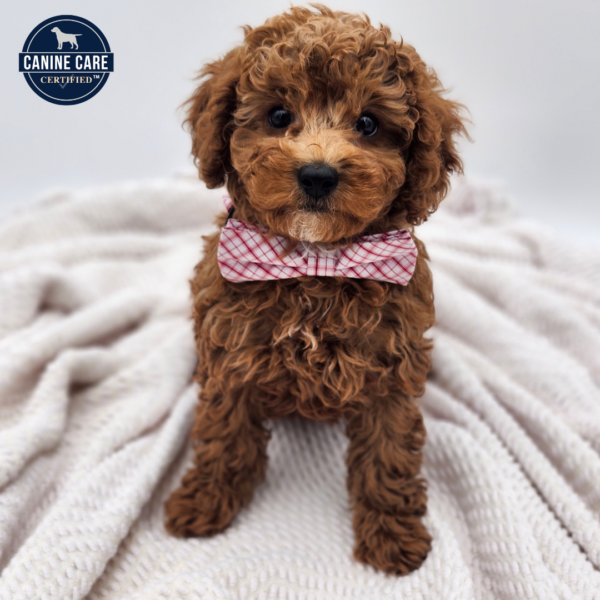 [#251882-05]  - Red M Cavapoo F1B Puppies for Sale
