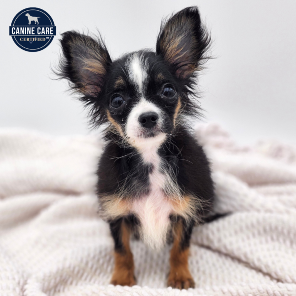 [#251984-02]  - Black / White M Chihuahua Puppies for Sale