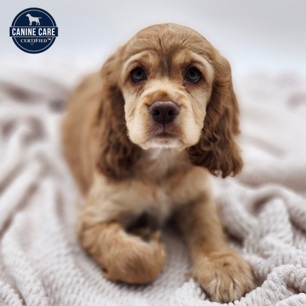 [#252786-01]  - Tan / White F Cock A Poo Puppies for Sale