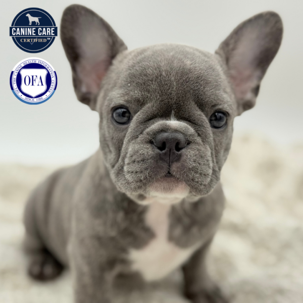 [#252641-03]  - Blue F French Bulldog Puppies for Sale