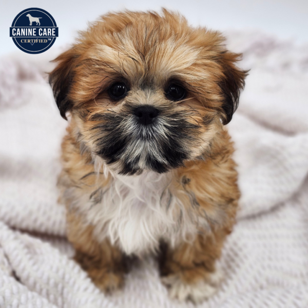 [#252428-05]  - Brindle F Lhasa Apso Puppies for Sale