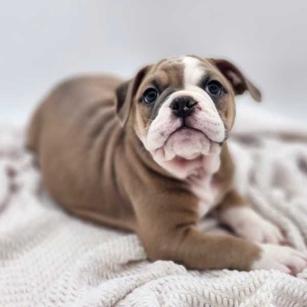 [#25799-06]  - Blue Fawn M Olde English Bulldogge Puppies for Sale