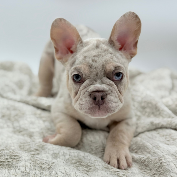 [#252492-01]  - Isabella M French Bulldog Puppies for Sale