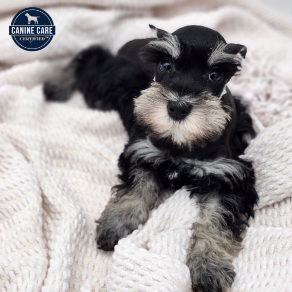 [#251842-04]  - Black / Silver F Miniature Schnauzer Puppies for Sale