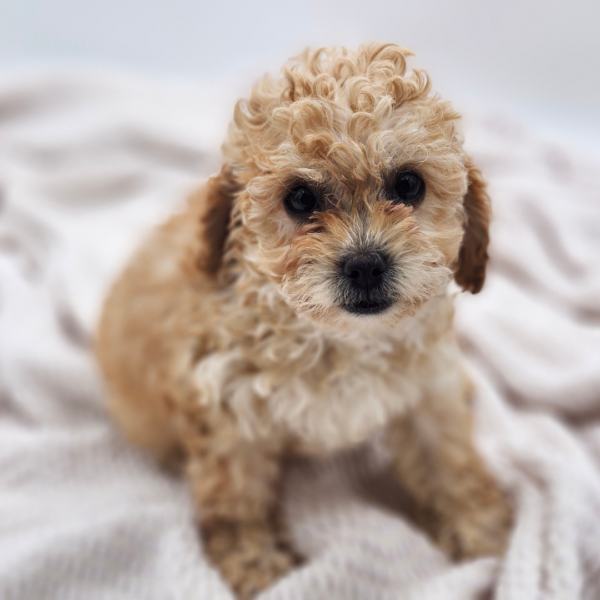 [#252404-06]  - Apricot F Cavapoo Puppies for Sale
