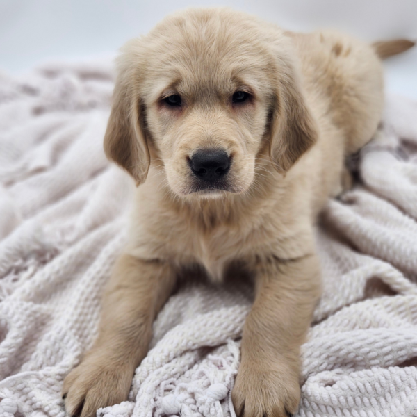 [#252463-01]  - Light Golden M Golden Retriever Puppies for Sale