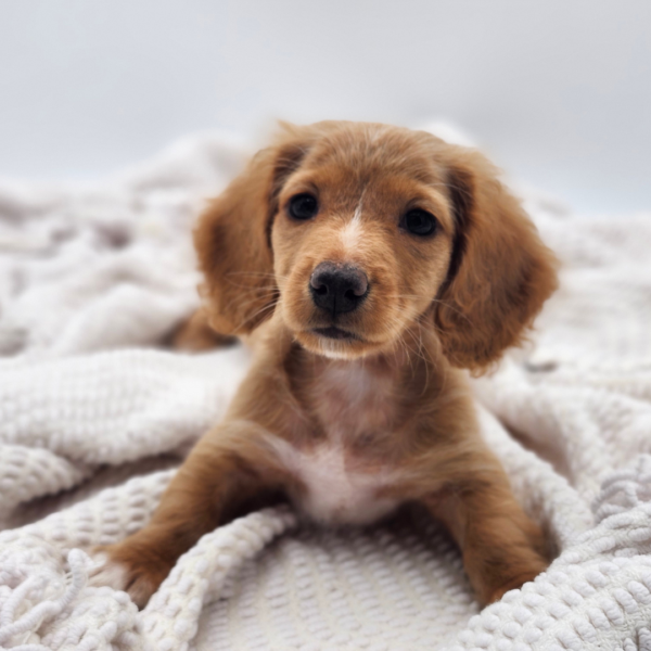 [#252314-05]  - Tan / White F Dachshund Puppies for Sale