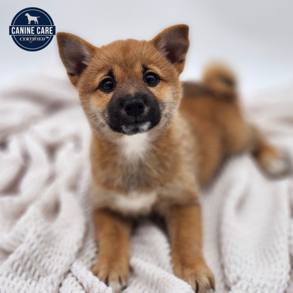 [#252426-03]  - Red F Shiba Inu Puppies for Sale
