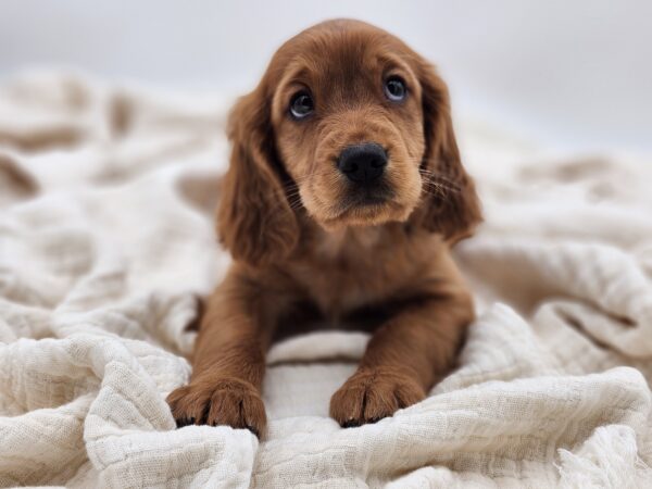 [#25328-02]  - Golden M Mini Golden Retriever Puppies for Sale