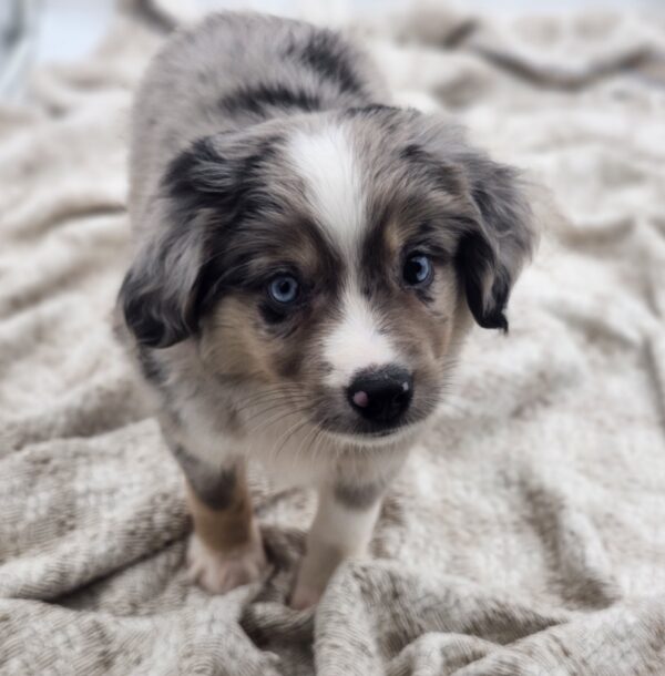 [#252587-01]  - Blue Merle M Miniature Australian Shepherd Puppies for Sale