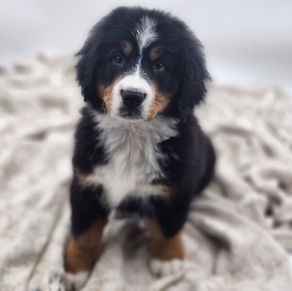 [#252675-01]  - Tri-Colored M Bernese Mountain Dog Puppies for Sale