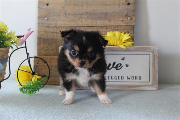 [#252287-01]  - Black / White M Chihuahua Puppies for Sale