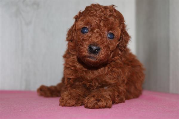 [#252049-02]  - Red M Goldendoodle Mini 2nd Gen Puppies for Sale