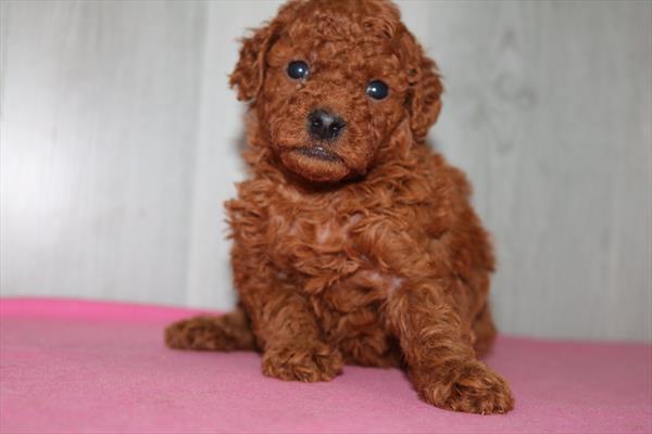 [#252049-03]  - Red F Goldendoodle Mini 2nd Gen Puppies for Sale