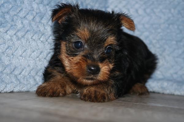 [#251955-05]  - Black / Tan F Yorkshire Terrier Puppies for Sale