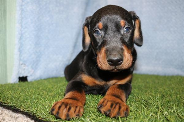 [#25323-04]  - Black / Rust M Doberman Pinscher Puppies for Sale