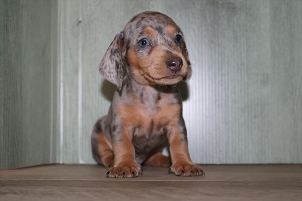 [#252066-01]  - Blue Dapple M Dachshund Puppies for Sale