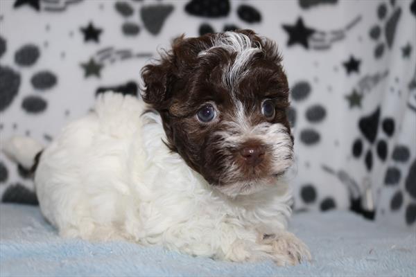 [#251997-02]  - Chocolate / White F Havanese Puppies for Sale
