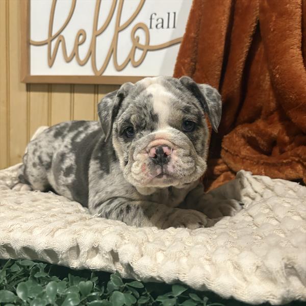 [#252436-06]  - Lilac Merle F English Bulldog  Puppies for Sale