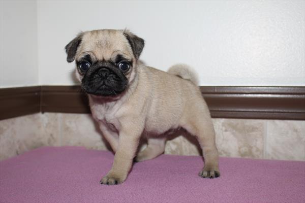 [#252571-02]  - Fawn F Pug Puppies for Sale