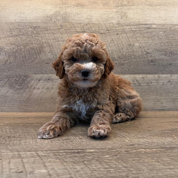 [#252899-03]  - Apricot F Poodle Puppies for Sale