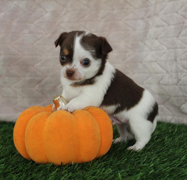 [#252202-01]  - Chocolate / Tan M Chihuahua Puppies for Sale