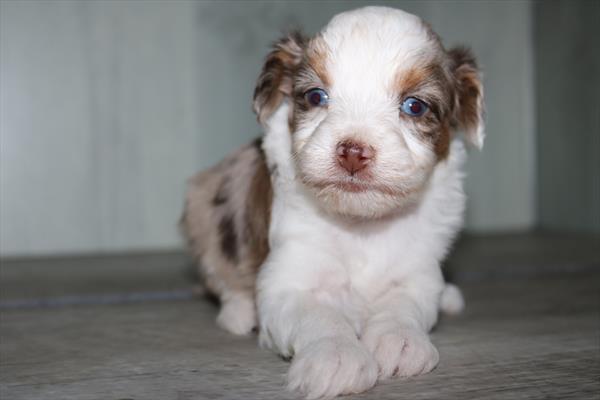 [#25343-01]  - Red Merle M Aussiepoo Mini Puppies for Sale
