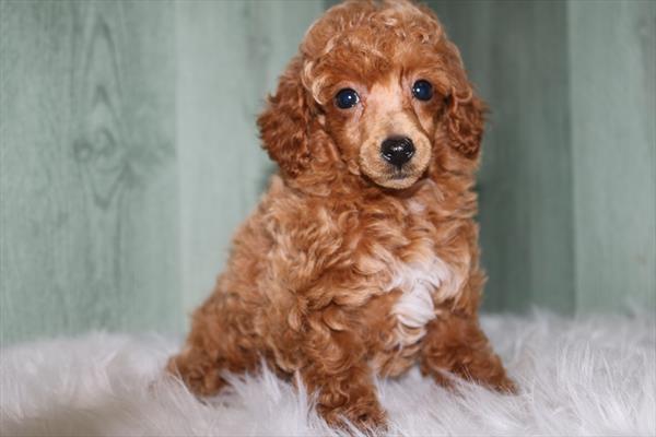 [#252021-03]  - Apricot F Poodle Mini Puppies for Sale