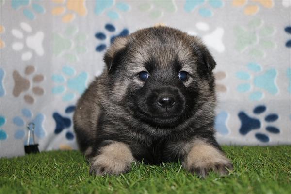 [#25353-03]  - Gray M Norwegian Elkhound Puppies for Sale