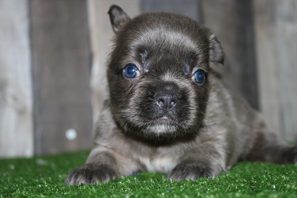 [#252197-04]  - Lilac F French Bulldog Puppies for Sale