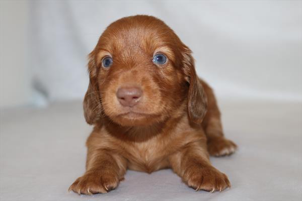 [#252177-02]  - Red M Dachshund Puppies for Sale