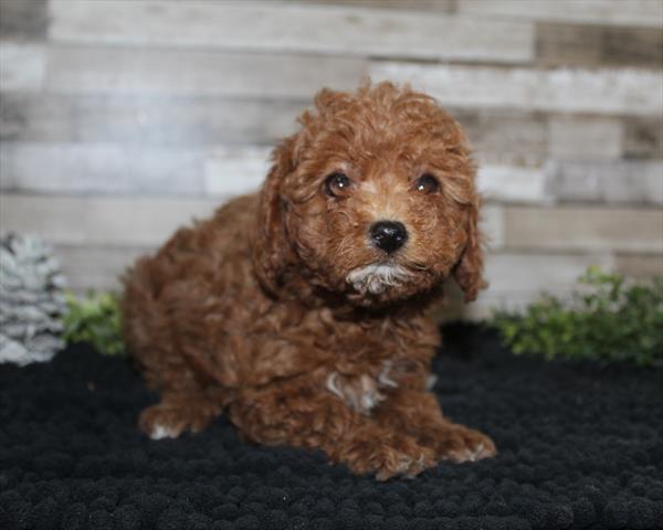 [#252648-05]  - Red F Poodle Mini Puppies for Sale