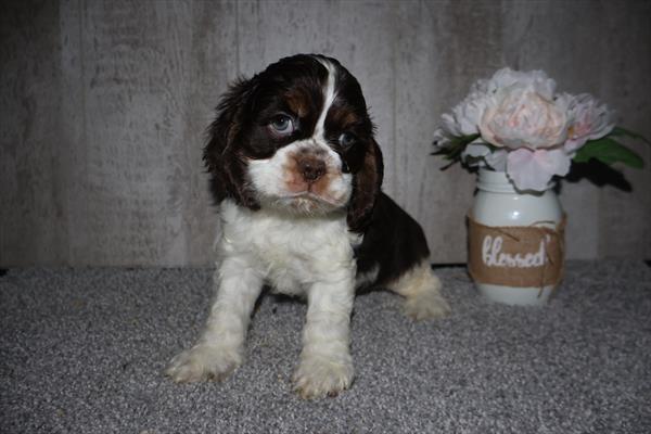 [#252854-01]  - Chocolate / White M Cocker Spaniel Puppies for Sale