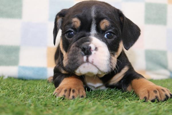 [#252245-02]  - Black / Tan M Beabull Puppies for Sale