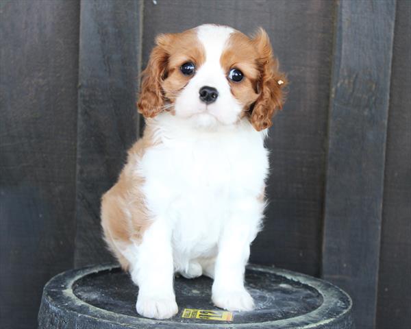[#252866-01]  - Blenheim F Cavalier King Charles Spaniel Puppies for Sale
