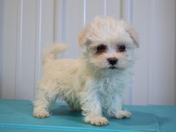 [#252908-02]  - White F Maltese Puppies for Sale