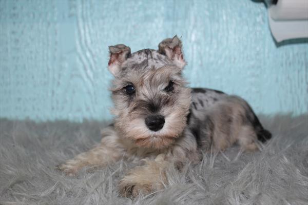 [#252704-01]  - Blue Merle M Miniature Schnauzer Puppies for Sale