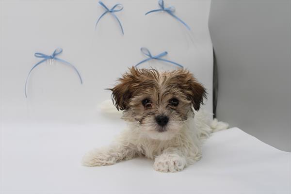 [#252514-05]  - Red Sable F Havanese Puppies for Sale