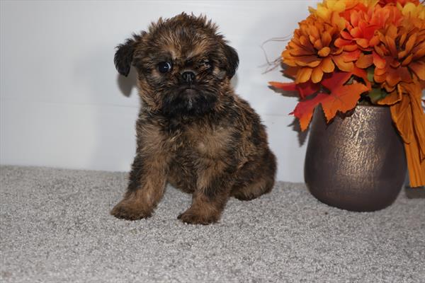 [#252920-02]  - Beige F Brussels Griffon Puppies for Sale