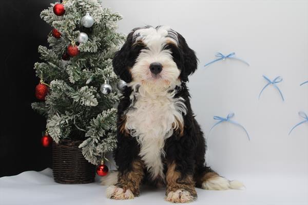 [#252738-01]  - Tri-Colored M Bernedoodle Puppies for Sale