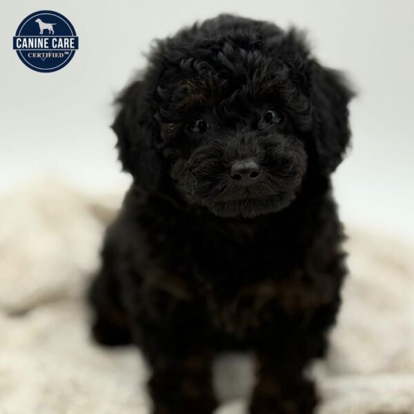[#252112-05]  - Black / Tan F Poodle Puppies for Sale