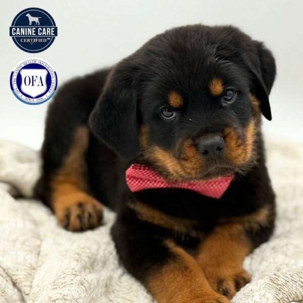 [#252940-02]  - Black / Tan M Rottweiler Puppies for Sale