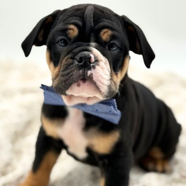 [#252245-02]  - Black / Tan M Beabull Puppies for Sale